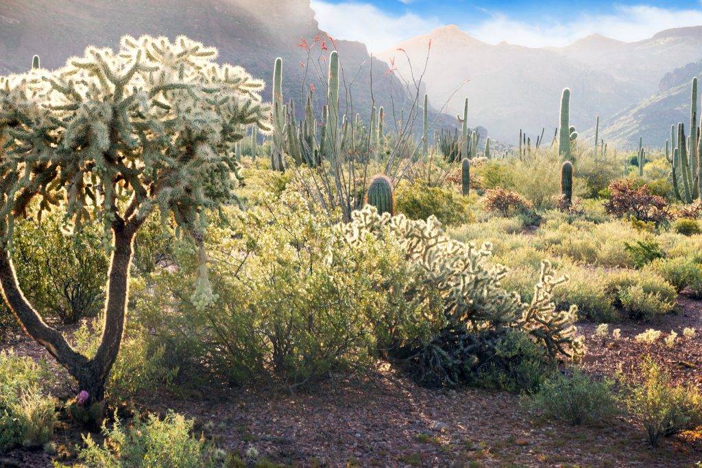 organ pipe cactus national monument