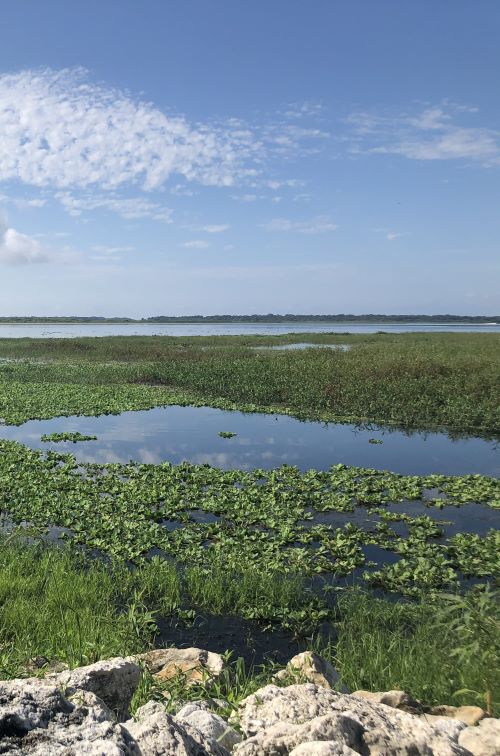 Lake Tohopekaliga fishing spots in florida