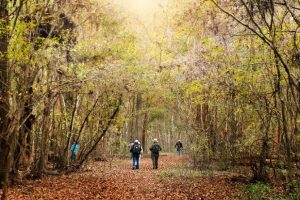 congaree national park people hiking under trees