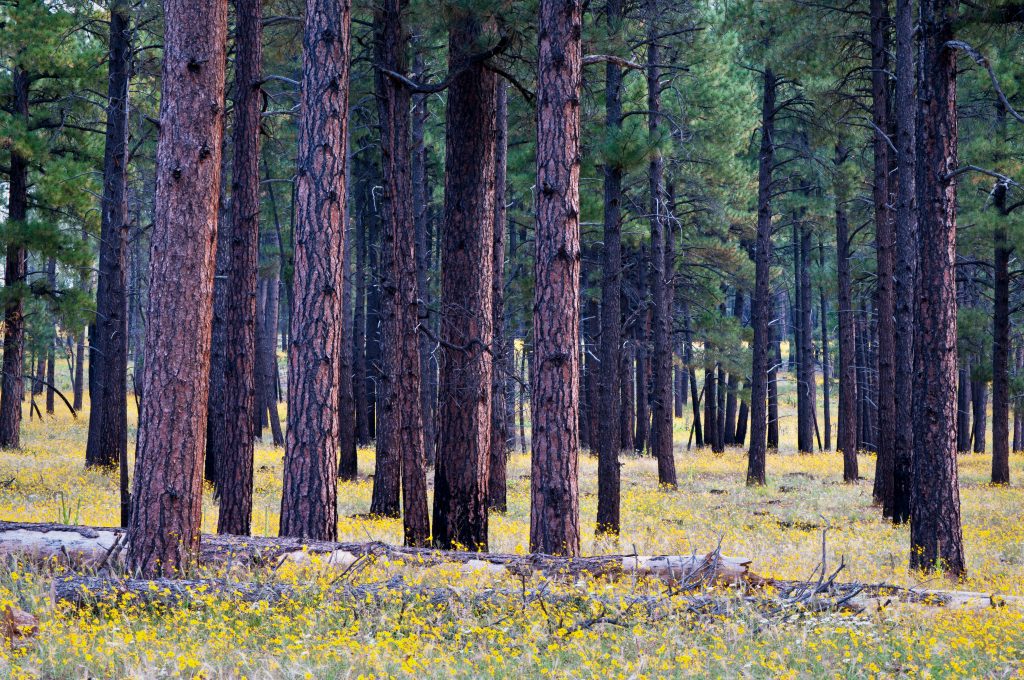 coconino national forest