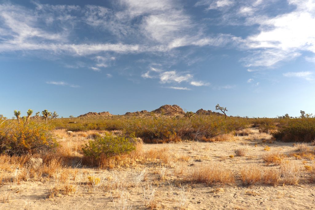 north joshua tree blm boondocking spot