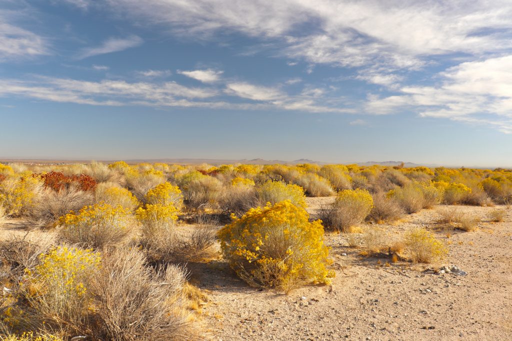 south joshua tree blm boondocking spot