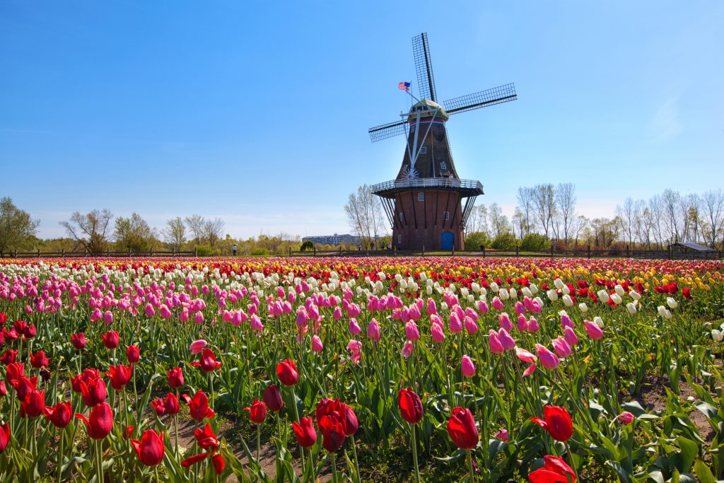 windmill and tulips in michigan