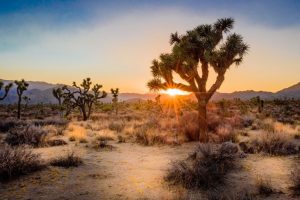 Joshua Trees at Joshua Tree National Park