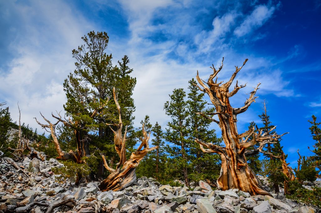 bristlecone hiking trails in great basin