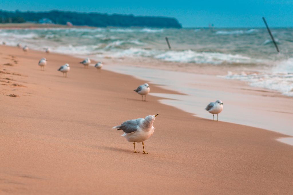 saugatuck michigan