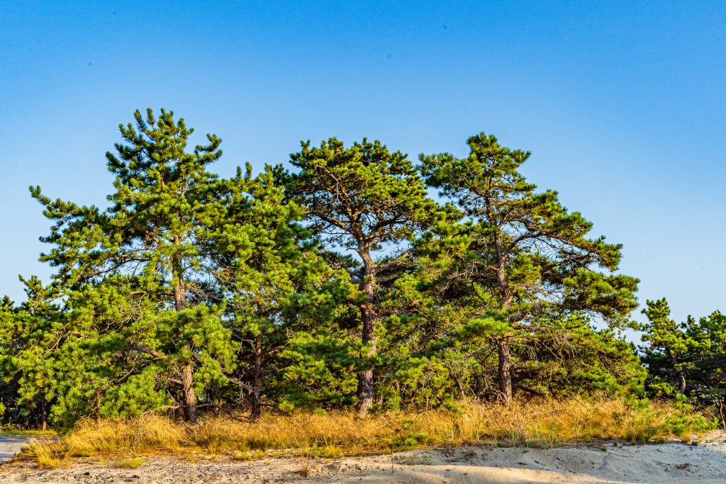 boondocking at the cape cod national seashore