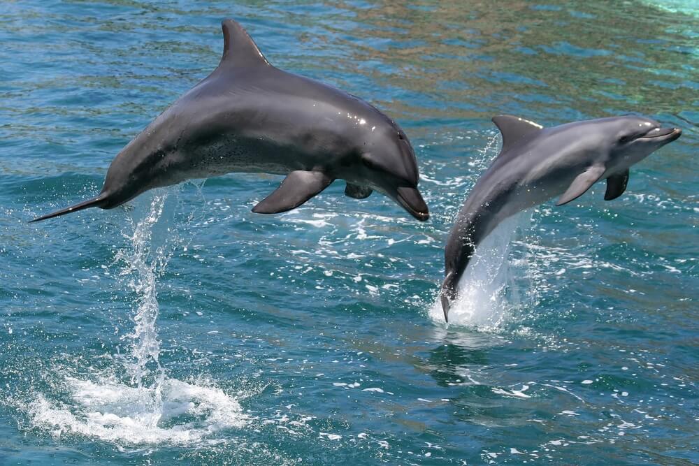 dolphin tours in port aransas