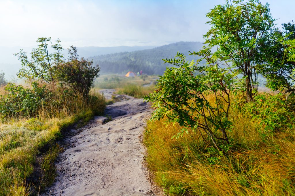 black balsam knob hiking trail