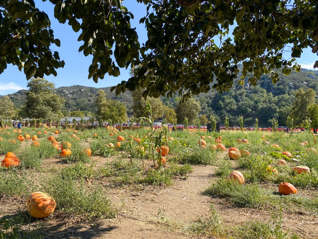 fall festivals in California