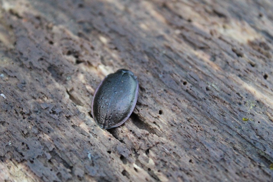 Avoid Ticks and Fleas tick on wooden bench