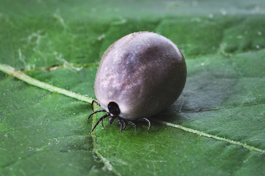 common tick on a leaf outdoors