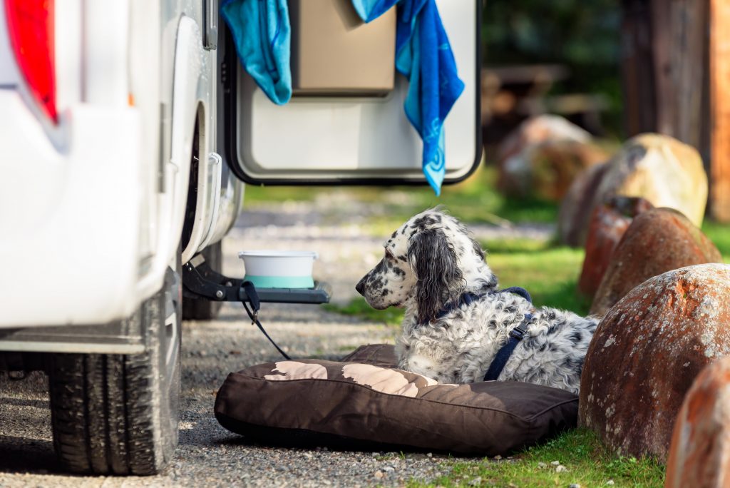 dog friendly rv parks